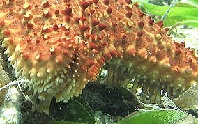 Cushion Sea Star - Oreaster reticulatus 