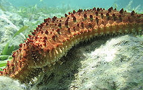 Cushion Sea Star - Oreaster reticulatus 