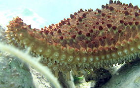 Cushion Sea Star - Oreaster reticulatus 