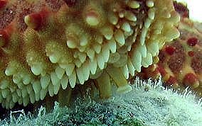 Cushion Sea Star - Oreaster reticulatus 