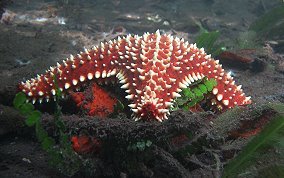 Cushion Sea Star - Oreaster reticulatus 