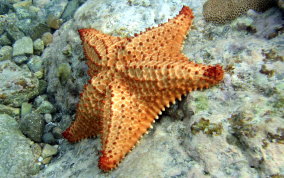 Cushion Sea Star - Oreaster reticulatus 