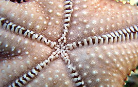 Cushion Sea Star - Oreaster reticulatus 