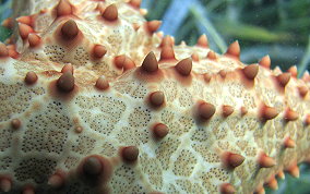 Cushion Sea Star - Oreaster reticulatus 