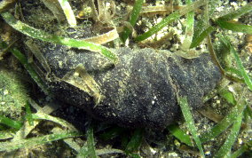 Donkey Dung Sea Cucumber