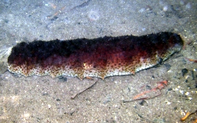 Donkey Dung Sea Cucumber - Holothuria mexicana 