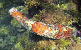 Five-Toothed Sea Cucumber - Actinopygia agassizii