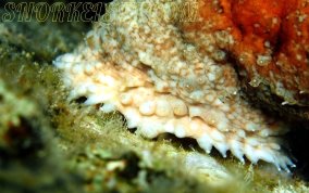 Five-Toothed Sea Cucumber - Actinopygia agassizii