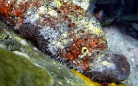 Five-Toothed Sea Cucumber - Actinopygia agassizii