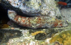 Five-Toothed Sea Cucumber