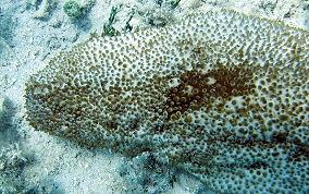 Furry Sea Cucumber - Astichopus multifidus