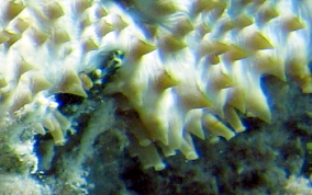 Furry Sea Cucumber - Astichopus multifidus