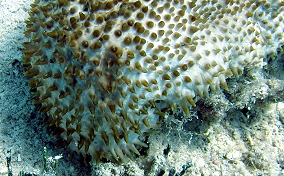 Furry Sea Cucumber - Astichopus multifidus