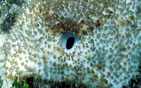 Furry Sea Cucumber - Astichopus multifidus