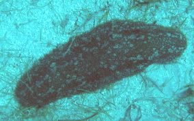 Furry Sea Cucumber - Astichopus multifidus