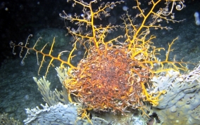 Giant Basket Star - Astrophyton muricatum