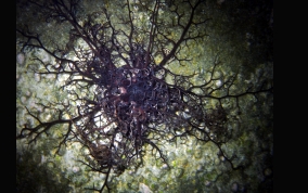 Giant Basket Star - Astrophyton muricatum