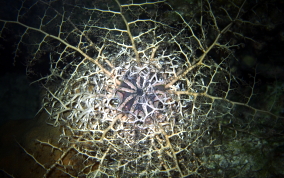 Basket Star