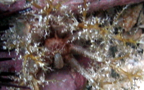 Hidden Sea Cucumber - Pseudothyone belli