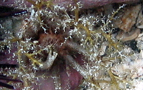 Hidden Sea Cucumber - Pseudothyone belli