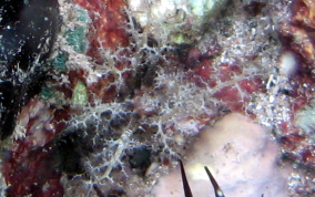 Hidden Sea Cucumber - Pseudothyone belli