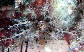 Hidden Sea Cucumber