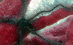 Long Spine Brittle star