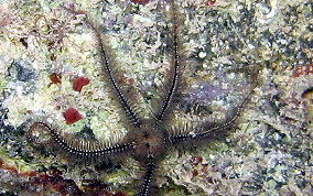 Long Spine Brittle star