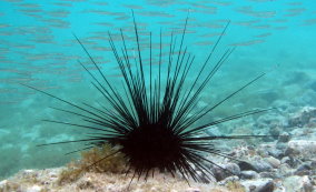 Long Spined Sea Urchin  -  Diadema antillarum