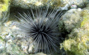 Long Spined Sea Urchin  -  Diadema antillarum