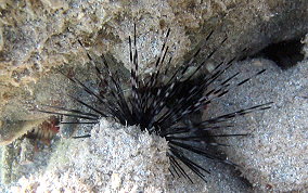 Long Spined Sea Urchin Juvenile - Diadema antillarum