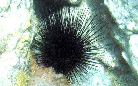 Long Spined Sea Urchin  -  Diadema antillarum