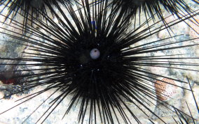 Long Spined Sea Urchin  -  Diadema antillarum