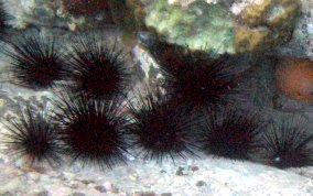 Long Spined Sea Urchin  -  Diadema antillarum