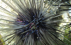 Long Spined Sea Urchin  -  Diadema antillarum