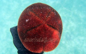 Red Heart Urchin - Meoma ventricosa ventricosa