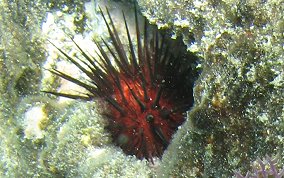 Rock Boring Urchin - Echinometra lucunter lucunter