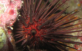 Rock Boring Urchin - Echinometra lucunter lucunter