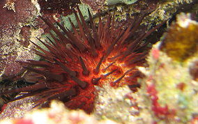 Rock Boring Urchin - Echinometra lucunter lucunter