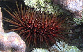 Reef Urchin -Echinometra viridis