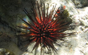 Reef Urchin