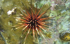 Reef Urchin -Echinometra viridis