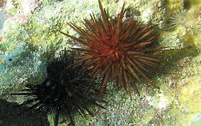 Rock Boring Urchin - Echinometra lucunter lucunter