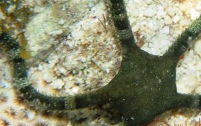 Banded Arm Brittle Star -  Ophioderma sp.