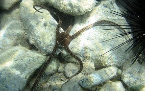 Circle Marked Brittle Star -  Ophioderma cinereum