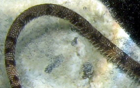 Circle Marked Brittle Star -  Ophioderma cinereum