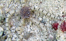 Reticulated Brittle Star - Ophionereis reticulata