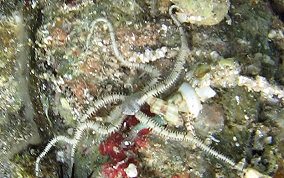 Reticulated Brittle Star - Ophionereis reticulata