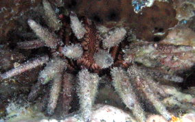 Slate Pencil Sea Urchin - Eucidaris tribuloides