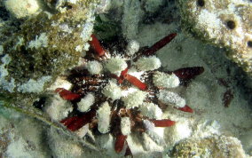 Slate Pencil Sea Urchin - Eucidaris tribuloides